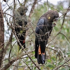 Calyptorhynchus lathami lathami at Mittagong, NSW - 7 Jan 2020 by GITM3