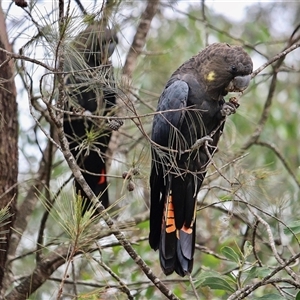 Calyptorhynchus lathami lathami at Mittagong, NSW - suppressed