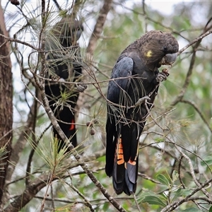 Calyptorhynchus lathami lathami (Glossy Black-Cockatoo) at Mittagong, NSW by GITM3