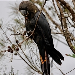 Calyptorhynchus lathami lathami at Mittagong, NSW - suppressed