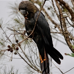 Calyptorhynchus lathami lathami at Mittagong, NSW - suppressed