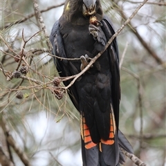 Calyptorhynchus lathami lathami at Mittagong, NSW - suppressed