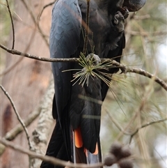 Calyptorhynchus lathami lathami at Mittagong, NSW - suppressed