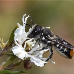 Megachile ferox (Resin bee) at Karabar, NSW - 16 Dec 2024 by DianneClarke