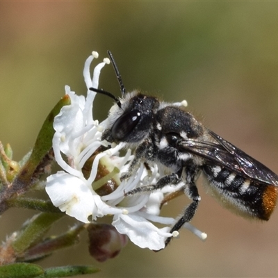 Megachile ferox (Resin bee) at Karabar, NSW - 16 Dec 2024 by DianneClarke