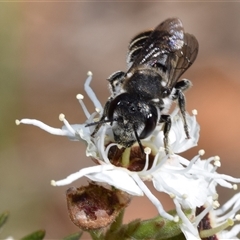 Megachile ferox at Karabar, NSW - 16 Dec 2024 09:18 AM