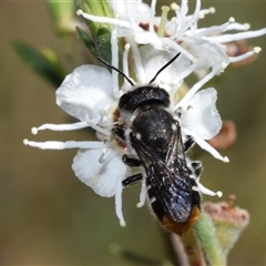 Megachile ferox at Karabar, NSW - 16 Dec 2024 09:18 AM