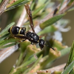 Eumeninae (subfamily) (Unidentified Potter wasp) at Jerrabomberra, NSW - 16 Dec 2024 by DianneClarke
