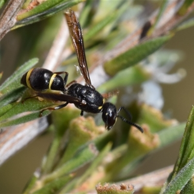 Eumeninae (subfamily) (Unidentified Potter wasp) at Jerrabomberra, NSW - 16 Dec 2024 by DianneClarke