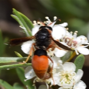 Pseudabispa bicolor (A potter wasp) at Karabar, NSW by DianneClarke