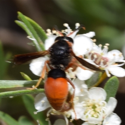 Pseudabispa bicolor (A potter wasp) at Karabar, NSW - 12 Dec 2024 by DianneClarke