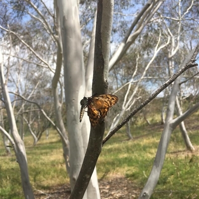 Asilidae (family) (Unidentified Robber fly) at Yarralumla, ACT - 6 Dec 2024 by LOz