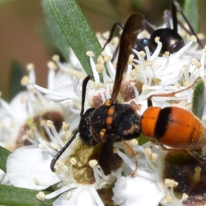 Eumeninae (subfamily) at Karabar, NSW - 12 Dec 2024 10:01 AM