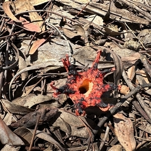 Aseroe rubra (Anemone Stinkhorn) at Bruce, ACT by MegFluke