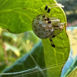 Thomisidae (family) at Bonner, ACT - 15 Dec 2024