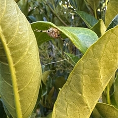 Thomisidae (family) at Bonner, ACT - 15 Dec 2024