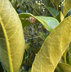 Thomisidae (family) at Bonner, ACT - suppressed