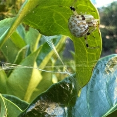 Thomisidae (family) at Bonner, ACT - suppressed