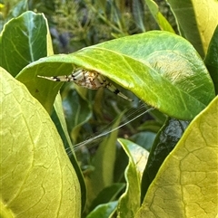 Thomisidae (family) at Bonner, ACT - suppressed