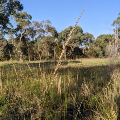 Austrostipa nodosa at Latham, ACT - 16 Dec 2024 by MattM