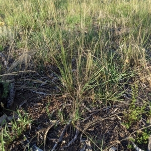 Austrostipa nodosa at Latham, ACT - 16 Dec 2024