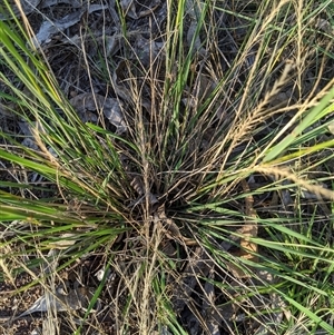 Austrostipa nodosa at Latham, ACT - 16 Dec 2024