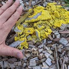 Myxomycete-plasmodium(class) (A slime mould) at Figtree, NSW - 16 Dec 2024 by PaperbarkNativeBees