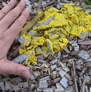 Myxomycete-plasmodium(class) (A slime mould) at Figtree, NSW by PaperbarkNativeBees