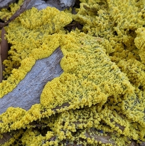 Myxomycete-plasmodium(class) at Figtree, NSW - 16 Dec 2024