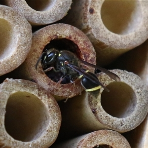 Eumeninae (subfamily) (Unidentified Potter wasp) at Macarthur, ACT by RodDeb