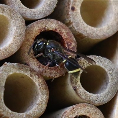 Eumeninae (subfamily) (Unidentified Potter wasp) at Macarthur, ACT - 16 Dec 2024 by RodDeb