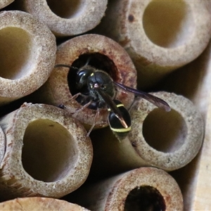 Eumeninae (subfamily) at Macarthur, ACT - 16 Dec 2024