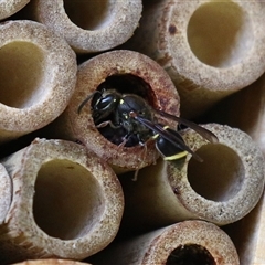 Eumeninae (subfamily) at Macarthur, ACT - 16 Dec 2024