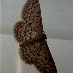 Idaea philocosma (Flecked Wave) at Bungendore, NSW - 16 Dec 2024 by yellowboxwoodland