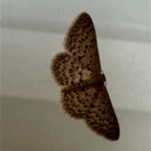 Idaea philocosma at Bungendore, NSW - 16 Dec 2024