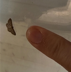 Idaea philocosma at Bungendore, NSW - 16 Dec 2024