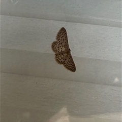 Idaea philocosma at Bungendore, NSW - suppressed