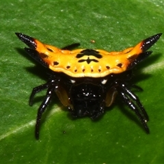 Gasteracanatha quadrispinosa (Four-spined Jewel Spider) at Sheldon, QLD - 13 Dec 2024 by PJH123