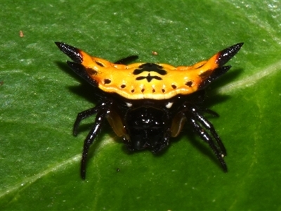 Gasteracanatha quadrispinosa (Four-spined Jewel Spider) at Sheldon, QLD - 13 Dec 2024 by PJH123