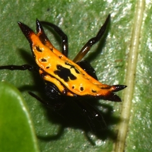 Gasteracanatha quadrispinosa at Sheldon, QLD - suppressed