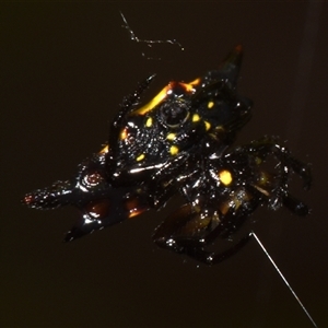 Gasteracanatha quadrispinosa at Sheldon, QLD - suppressed