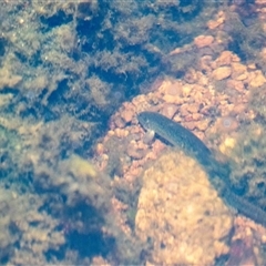 Misgurnus anguillicaudatus (Oriental Weatherloach) at Macgregor, ACT - 16 Dec 2024 by Untidy