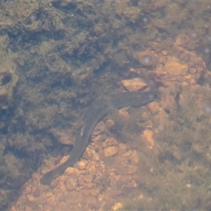 Misgurnus anguillicaudatus at Macgregor, ACT - 16 Dec 2024 12:19 PM