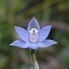 Thelymitra pauciflora at Penrose, NSW - 28 Oct 2024 by RobG1