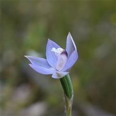 Thelymitra pauciflora at Penrose, NSW - suppressed