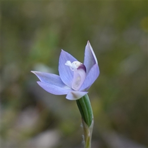 Thelymitra pauciflora at Penrose, NSW - suppressed
