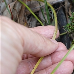 Thelymitra pauciflora at Penrose, NSW - suppressed