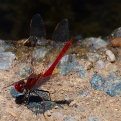 Diplacodes haematodes (Scarlet Percher) at Macgregor, ACT - 16 Dec 2024 by Untidy