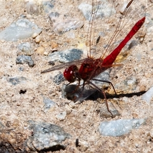 Diplacodes haematodes at Macgregor, ACT - 16 Dec 2024 12:17 PM