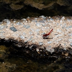 Diplacodes haematodes at Macgregor, ACT - 16 Dec 2024 12:17 PM